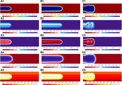 Characterization of methane hydrate extraction influenced by hydraulic fractures using a coupled thermo-hydro-mechanical-chemical model